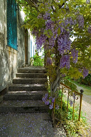 Stone steps with ornate metal balustrade leads to a typical French house shaded by spring Wisteria  Hautes Ctes de Nuits Cte dOr France