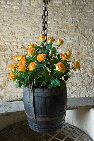 Display of roses in old barrel suspended over a   water well