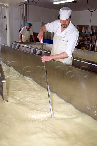 Mixing rennet with the milk in a vat to make   Traditional Farmhouse Cheddar Cheese Westcombe   Dairy Evercreech Somerset England