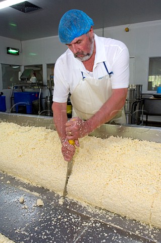 Splitting the curd and draining off the whey to make   Traditional Farmhouse Cheddar Cheese  Westcombe   Dairy Evercreech Somerset England