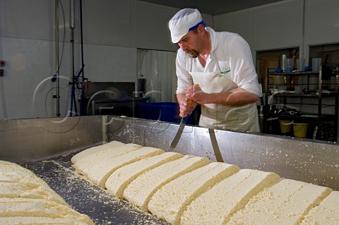 Splitting the curd and draining off the whey to make   Traditional Farmhouse Cheddar Cheese  Westcombe   Dairy Evercreech Somerset England