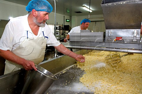 Adding salt to the curd to make Traditional   Farmhouse Cheddar Cheese  Westcombe Dairy   Evercreech Somerset England