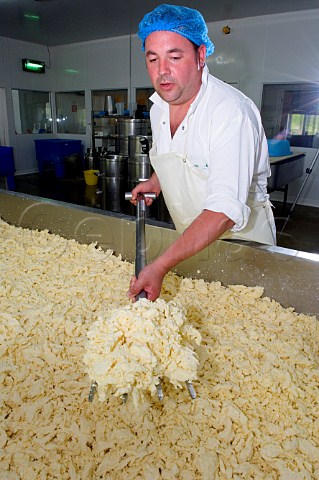 Stirring the curd to mix in salt during the making   of Traditional Farmhouse Cheddar Cheese  Westcombe   Dairy Evercreech Somerset England