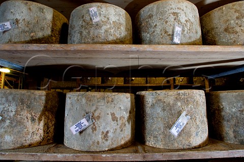 Racks of Traditional Farmhouse Cheddar cheeses which   require turning during their maturation  Westcombe   Dairy Evercreech Somerset England