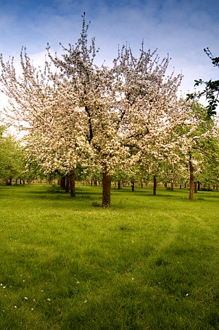 Spring blossom on apple trees in orchard at Burrow   Hill Cider Brandy Farm Somerset England