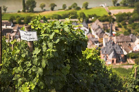 Sign marking vines of Weingut Schloss Lieser in   vineyard above Graach overlooking the Mosel River   Germany  Mosel