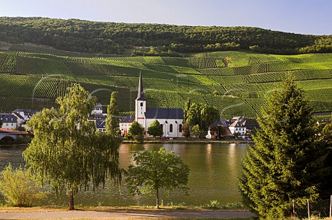 St Michaels Church and Mosel River below the Falkenberg and Gnterslay vineyards Piesport   Germany     Mosel