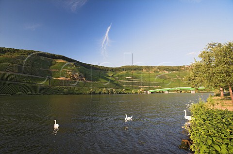 Evening sunlight on the Goldtrpfchen and Gnterslay   vineyards sloping down to the Mosel River at   Piesport Germany Mosel