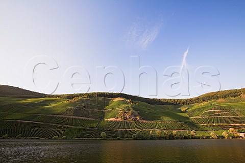 Evening sunlight on the Goldtropfchen and Gnterslay   vineyards sloping down to the Mosel River at   Piesport Germany Mosel