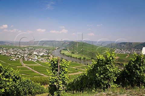 Vines in Klostergarten vineyard overlooking the   Mosel River and Leiwen Germany   Mosel