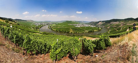 Vines in Klostergarten vineyard overlooking the   Mosel River with Trittenheim in the distance    Germany  Mosel