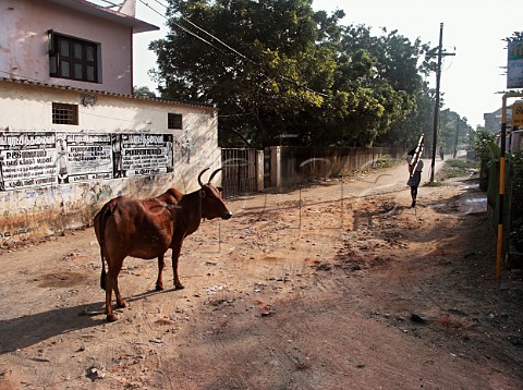 Cow standing in middle of road Chennai Madras   India