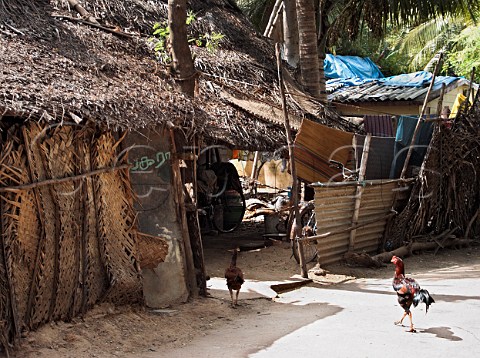 Chickens roam around shanty dwelling Chennai   Madras India