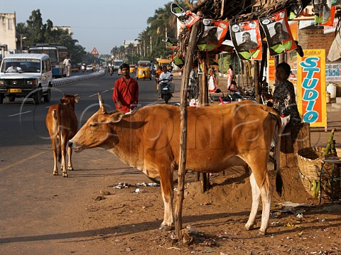 Cows standing by roadside Chennai Madras India