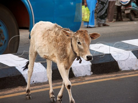 Calf crossing the road Chennai Madras India