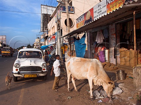 Cow outside general store Chennai Madras India
