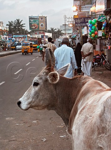 Cow standing by roadside Chennai Madras India
