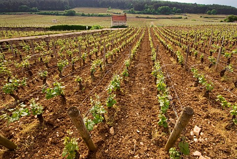 Hut of Domaine Pierre Damoy in ChambertinClos de Bze vineyard  GevreyChambertin Cte dOr France   Cte de Nuits