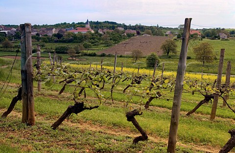 Vineyard overlooking rape field at Changey Cte dOr France Hautes Ctes de Beaune