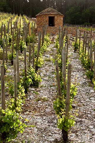 Stone hut Cabotte above Les Larrets vineyard   MoreyStDenis Cte dOr France Cte de Nuits