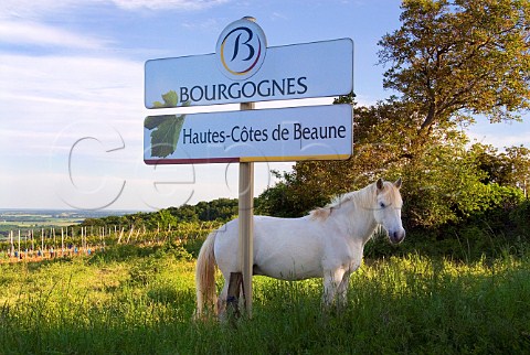 White horse by sign for Bourgognes HautesCtes de   Beaune Cte dOr France