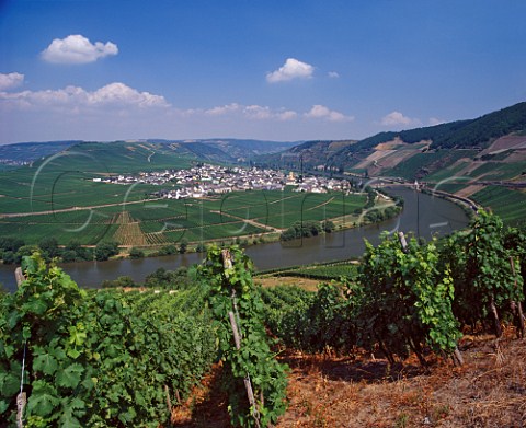 Vines in Klostergarten vineyard overlooking the   Mosel River with Trittenheim in the distance   Germany Mosel