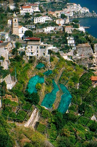 Terraced vineyards above Amalfi   Salerno Campania Italy