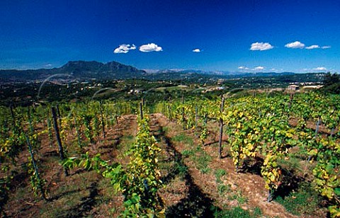 Vineyards of Mastroberardino winery   Atripalda Campania Italy