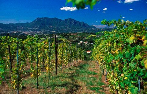 Vineyards of Mastroberardino Atripalda Campania Italy