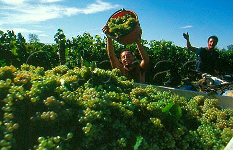 Harvesting at Villa Matilde winery   Callole Campania Italy