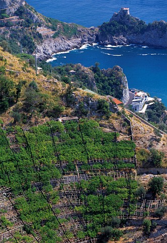 Vineyard at Furore Costa Amalfitana   Campania Italy
