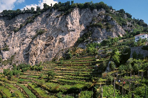 Andrea Ferraioli and Marisa Cuomo in the   terraced vineyards of Marisa Cuomo Costa dAmalfi Campania Italy