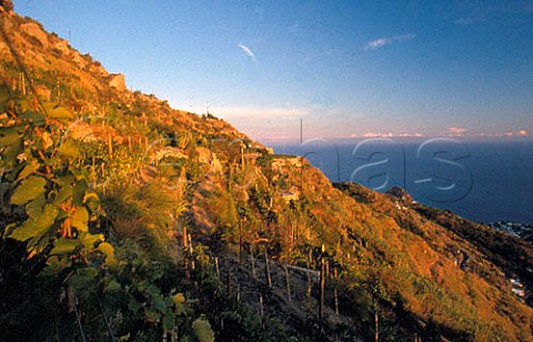 Frassitelli vineyard of Casa DAmbra   winery Panza Ischia Campania Italy