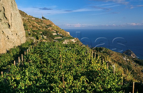 Frassitelli vineyard of Casa DAmbra  Panza Isola dIschia Campania Italy