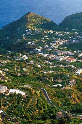 Terraced vineyards at Panza Ischia   Campania Italy