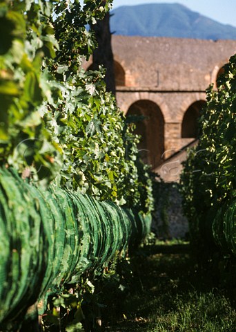 Vineyard of Mastroberardino next to the Roman amphitheatre with Vesuvius in distance Pompeii Campania Italy