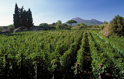 Vineyard of Mastroberardino with Mount  Vesuvius beyond Pompeii Campania Italy Lacryma Christi del Vesuvio