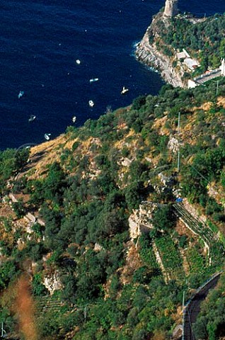 Terraced vineyards above Furore   Costa Amalfitana Campania Italy