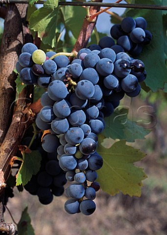 Bunch of Aglianico grapes Campania Italy