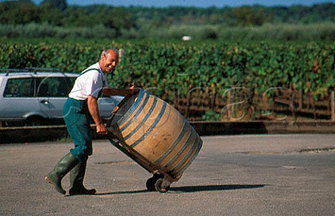 Moving a barrel at Villa Matilde winery   Cellole Campania Italy