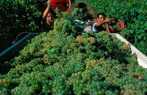 Harvesting in vineyards of Villa Matilde   winery Cellole Campania Italy