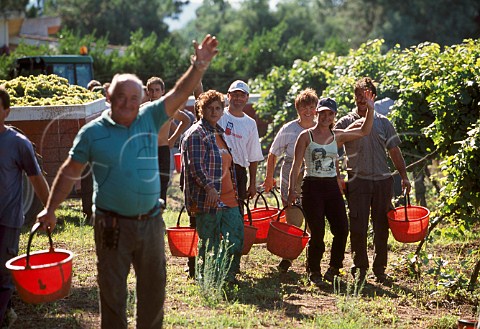 Harvesting grapes in vineyard of Villa Matilde  winery Cellole Campania Italy
