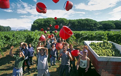 Harvesting in vineyard of Villa Matilde  Cellole Campania Italy