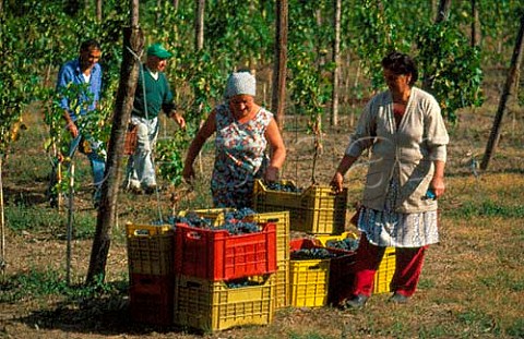 Harvesting in vineyards of Villa Matilde   winery Cellole Campania Italy