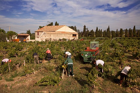 Harvesting Grenache grapes in vineyard of Domaine Daniel et Denis Alary Cairanne Vaucluse France  Cairanne    Ctes du RhneVillages