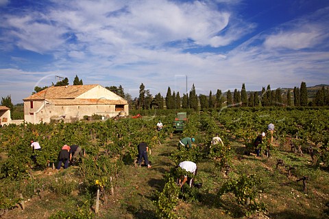 Harvesting Grenache grapes in vineyard of Domaine Daniel et Denis Alary Cairanne Vaucluse France  Cairanne    Ctes du RhneVillages