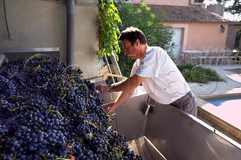 Denis Alary with harvested Grenache grapes at his   winery Domaine Daniel et Denis Alary Cairanne   Vaucluse France  Cairanne  Ctes du   RhneVillages