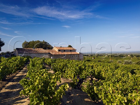 Grenache vineyard at Domaine les Teysonnires   Gigondas Vaucluse France Gigondas  Ctes du   RhneVillages