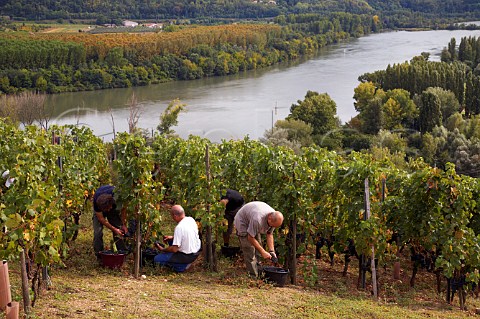 Harvesting Syrah grapes in the Coteau de Semons   vineyard of Georges Vernay above the River Rhne at   Tupin Rhne France  Cte Rtie