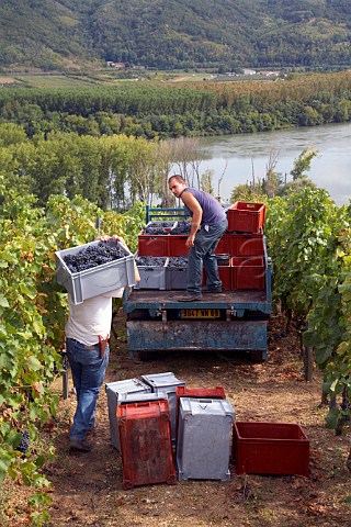 Loading truck with harvested Syrah grapes in the   Coteau de Semons vineyard of Georges Vernay above the   River Rhne at Tupin Rhne France  Cte Rtie